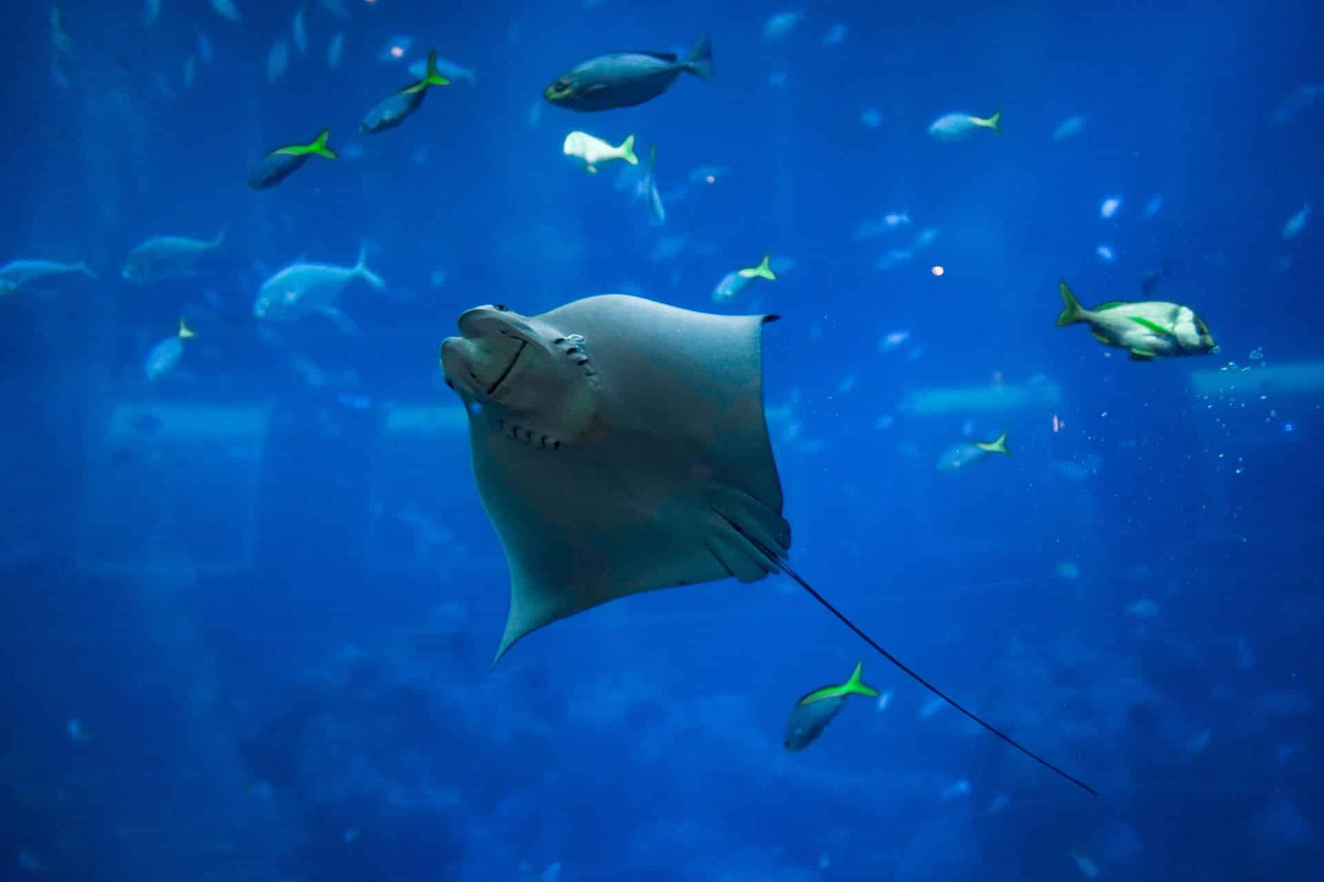 A photograph of an aquarium tank with a ray swimming by