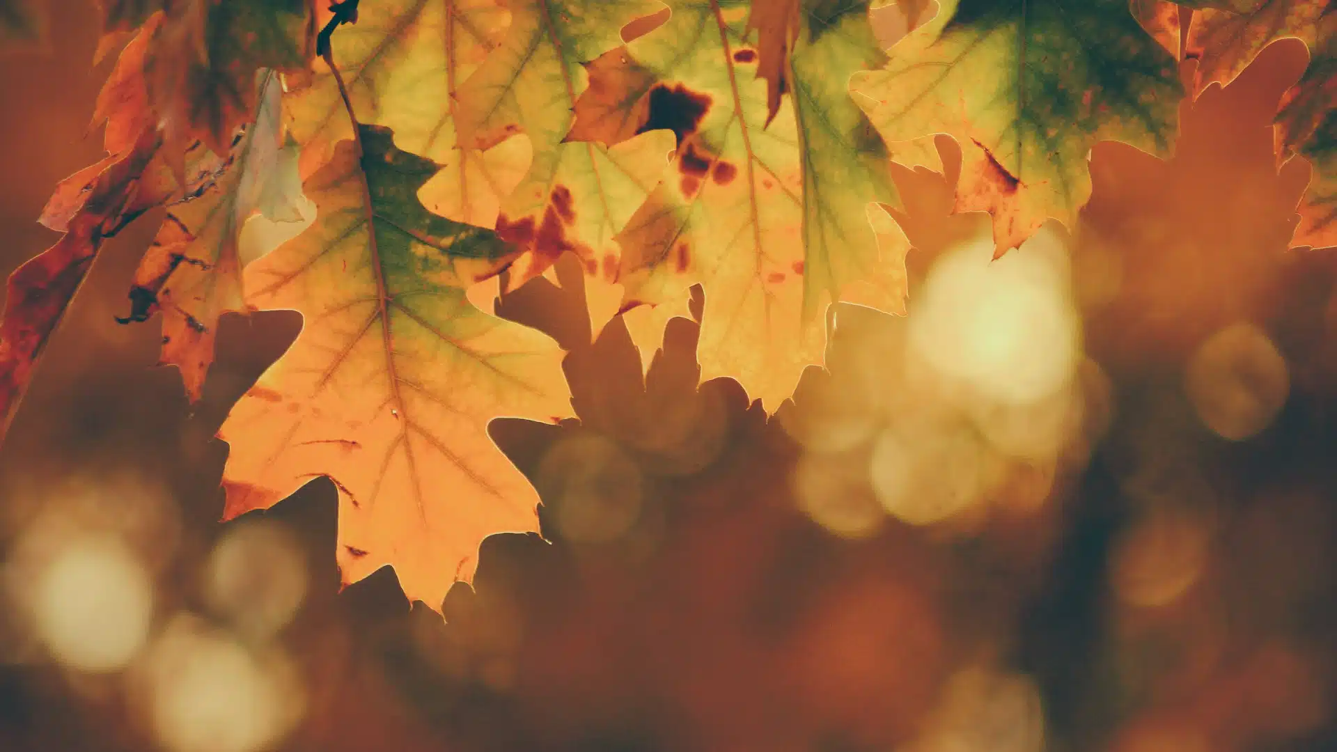 A close-up of leaves that are changing to their autumn colors.