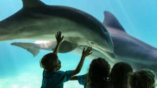 People watching dolphins in an aquarium at SeaWorld.