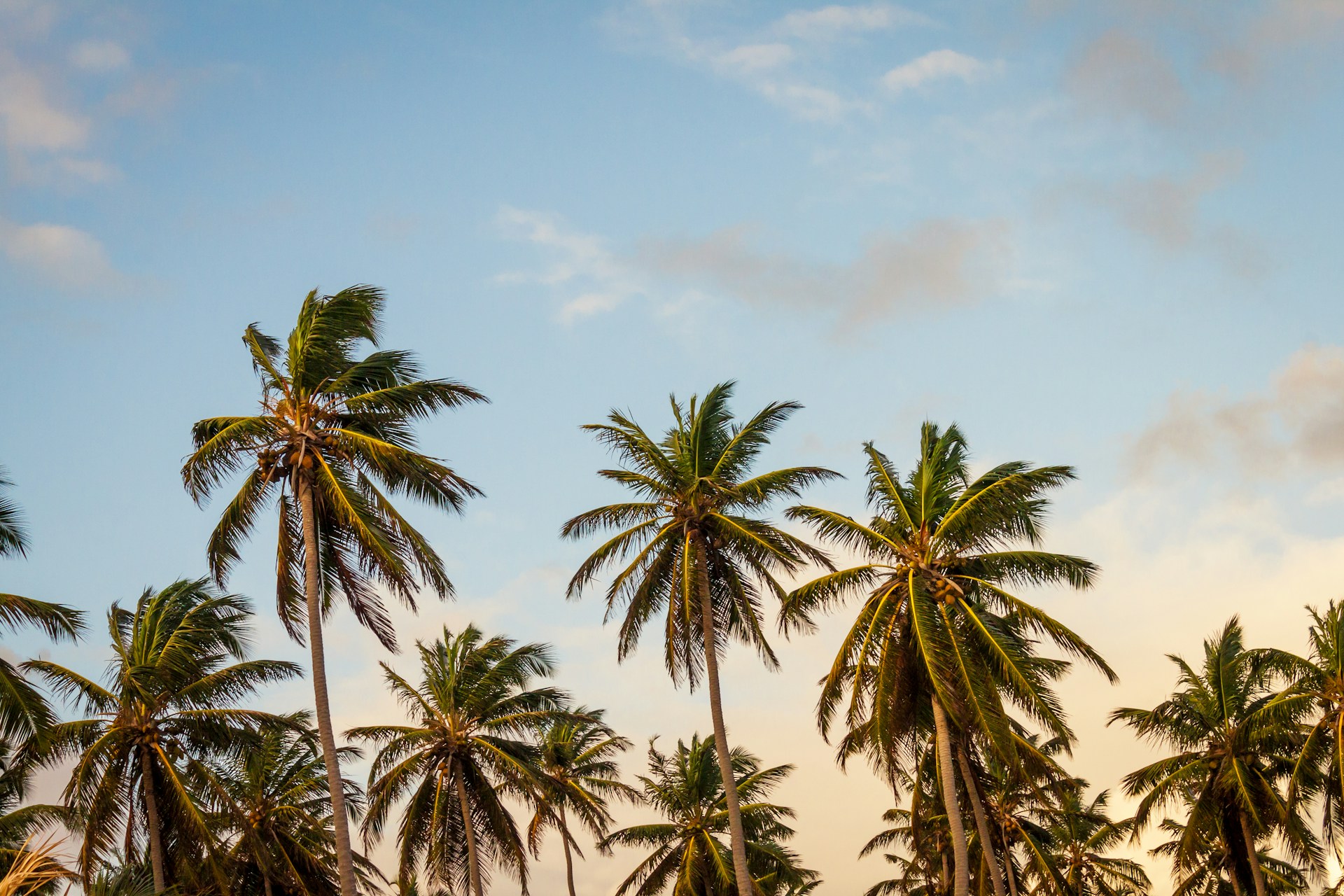 Palm trees against the sky.