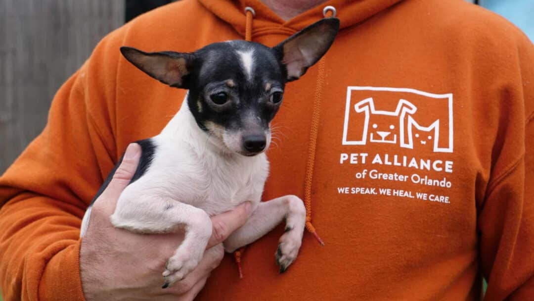 A Pet Alliance of Greater Orlando worker carrying a small dog.